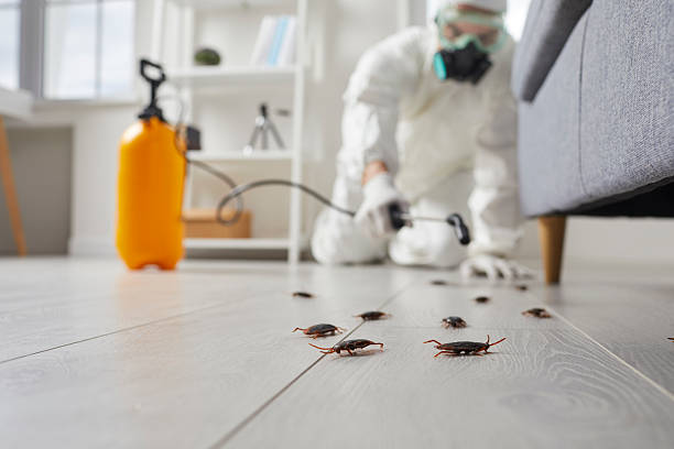 Commercial Kitchen Cockroach Control in Cypress Gardens